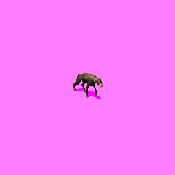 Scout_Dog.gif